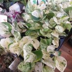 Potosovec (Epipremnum) ´HAPPY LEAF´ - výška 10-15 cm, Ø 15-25 cm, kont. C1L 